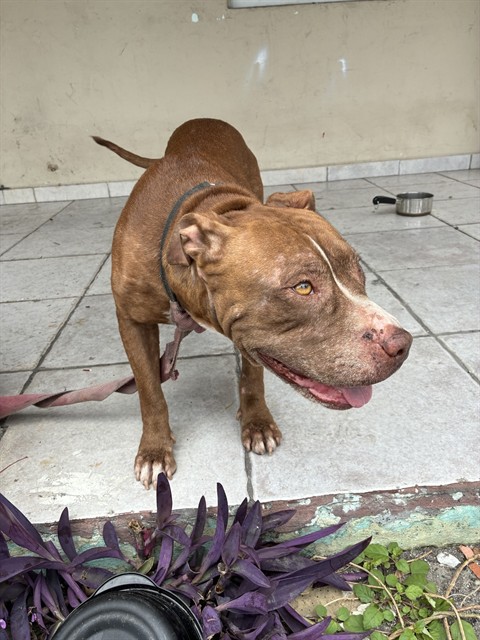 Shelter Stray Female Dog last seen Near BLOCK NW 31ST CT, Doral, FL 33122