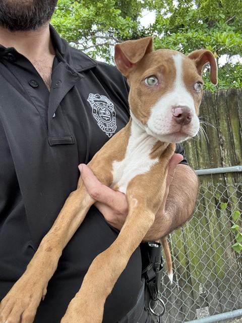 Shelter Stray Female Dog last seen Near BLOCK NW 13TH AVE, Doral, FL 33122