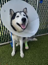 Shelter Stray Male Dog last seen SILVER FOX DR/FOX CHASE DR,63034, 10521 Baur Blvd, Olivette, MO 63132, USA