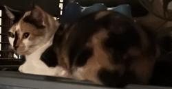 Reunited Female Cat last seen Mill Road & Warminster road, Hatboro, PA 19040