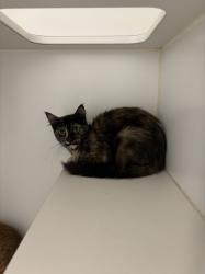Shelter Stray Female Cat last seen LEFT OUTSIDE SHELTER, Hayward, CA 94544
