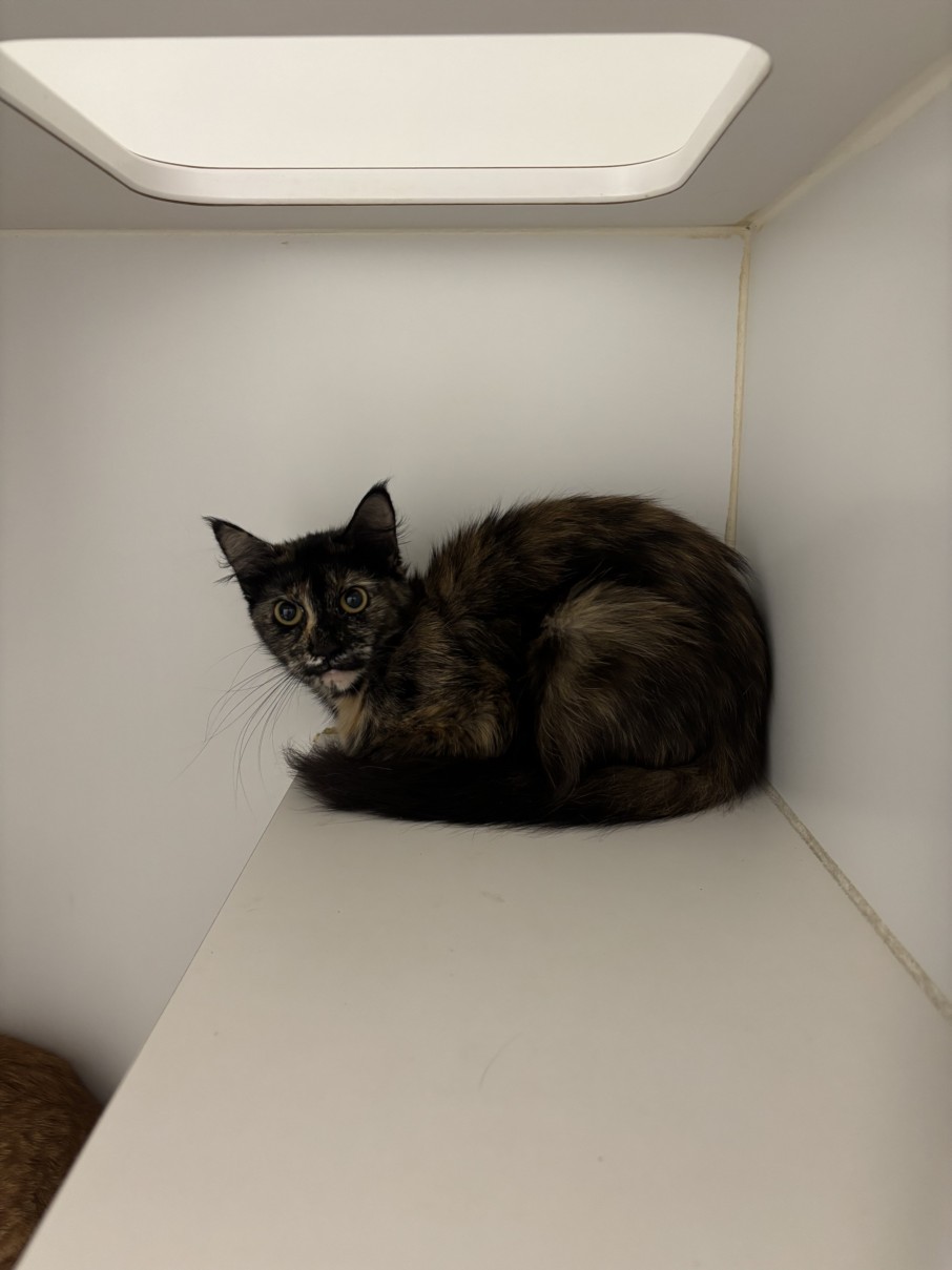 Shelter Stray Female Cat last seen LEFT OUTSIDE SHELTER, Hayward, CA 94544