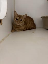 Shelter Stray Female Cat last seen LEFT OUTSIDE SHELTER, Hayward, CA 94544
