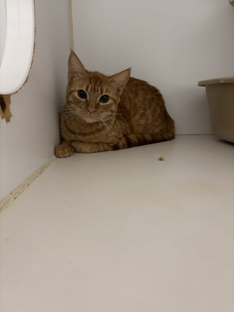 Shelter Stray Female Cat last seen LEFT OUTSIDE SHELTER, Hayward, CA 94544