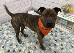 Shelter Stray Male Dog last seen Near BLOCK HEYDEN ST, DETROIT MI 48228, 7401 Chrysler Dr, Detroit, MI 48211, USA