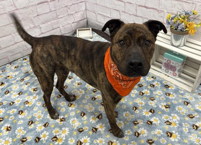 Shelter Stray Male Dog last seen Near BLOCK HEYDEN ST, DETROIT MI 48228, 7401 Chrysler Dr, Detroit, MI 48211, USA
