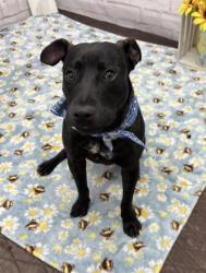 Shelter Stray Male Dog last seen Near BLOCK WHITCOMB ST, DETROIT, MI 48227, 7401 Chrysler Dr, Detroit, MI 48211, USA