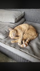 Lost Female Cat last seen Douglas Ave at View St and Douglas Ave at Railway Ave, Nanaimo, BC V9R 1A9