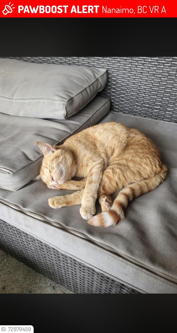 Lost Female Cat last seen Douglas Ave at View St and Douglas Ave at Railway Ave, Nanaimo, BC V9R 1A9