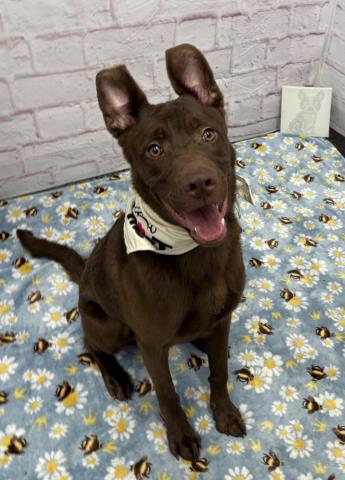 Shelter Stray Male Dog last seen BARHAM ST & MACK AVEDETROIT, MI 48224, 7401 Chrysler Dr, Detroit, MI 48211, USA