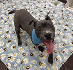 Shelter Stray Male Dog last seen BRUSH ST/OWEN ST DETROIT MI 48202, 7401 Chrysler Dr, Detroit, MI 48211, USA