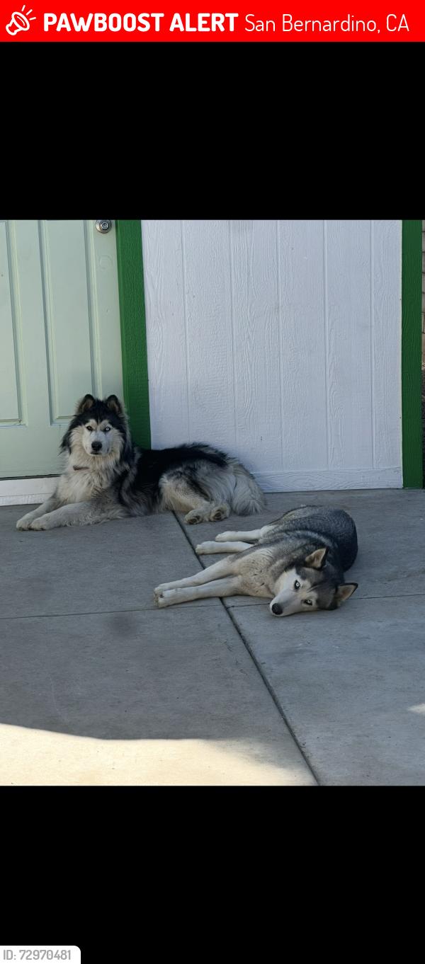 Lost Male Dog last seen Crescent and 29th street , San Bernardino, CA 92405