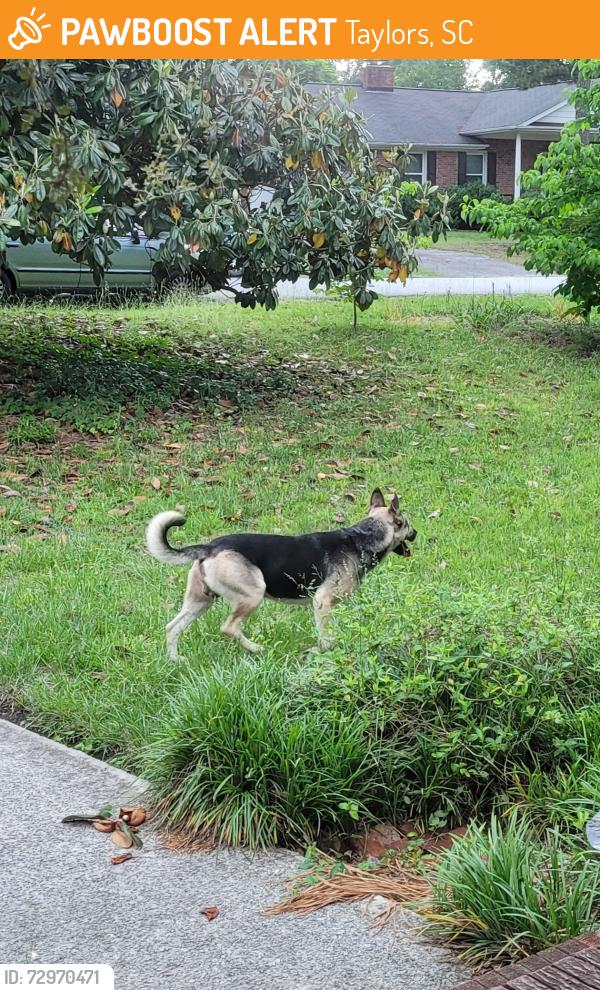 Found/Stray Male Dog last seen Strange Road, Taylors, SC 29687
