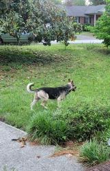 Found/Stray Male Dog last seen Strange Road, Taylors, SC 29687