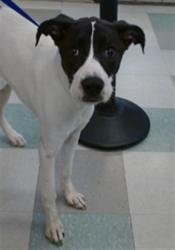Shelter Stray Unknown Dog last seen Near BLOCK, Oklahoma City, OK 73129