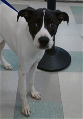Shelter Stray Unknown Dog last seen Near BLOCK, Oklahoma City, OK 73129