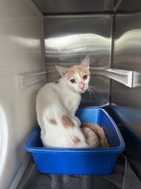 Shelter Stray Male Cat last seen JULIE ANN DR, 8311 Freedom Dr, Pearland, TX 77581, USA