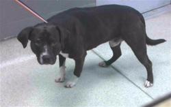 Shelter Stray Male Dog last seen Near BLOCK WILD FLOWER RD, TALLAHASSEE FL 32305, Tallahassee, FL 32311