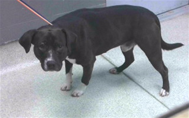 Shelter Stray Male Dog last seen Near BLOCK WILD FLOWER RD, TALLAHASSEE FL 32305, Tallahassee, FL 32311
