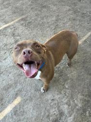 Shelter Stray Male Dog last seen 64TH ST /BAKER ST, JURUPA VALLEY CA, Jurupa Valley, CA 92509