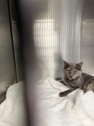 Shelter Stray Female Cat last seen Near BLOCK EDWARDS AVE, BAKERSFIELD CA 93306, Bakersfield, CA 93308