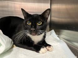 Shelter Stray Male Cat last seen W OCALA ST UMATILLA, Deer Island, FL 32778