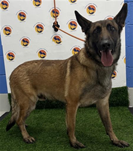 Shelter Stray Male Dog last seen CORONADO WAY, Land O' Lakes, FL 34638
