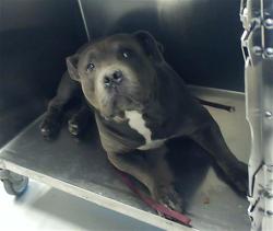Shelter Stray Female Dog last seen Near BLOCK JULIA ST, FAYETTEVILLE NC 28301, 4704 Corporation Dr, Fayetteville, NC 28306, USA