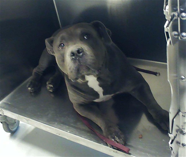 Shelter Stray Female Dog last seen Near BLOCK JULIA ST, FAYETTEVILLE NC 28301, 4704 Corporation Dr, Fayetteville, NC 28306, USA