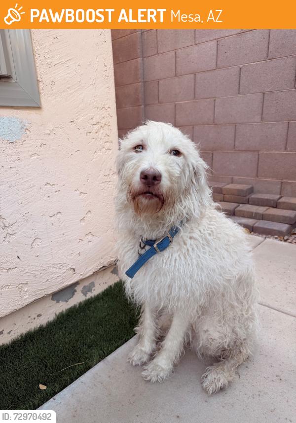 Found/Stray Female Dog last seen Gaudalupe and Carriage LN, Mesa, AZ 85202
