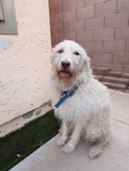 Found/Stray Female Dog last seen Gaudalupe and Carriage LN, Mesa, AZ 85202