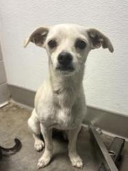 Shelter Stray Female Dog last seen , Los Angeles, CA 90025