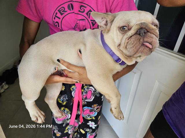 Shelter Stray Female Dog last seen SAIL WINDS BLVD, Land O' Lakes, FL 34638
