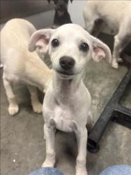 Shelter Stray Male Dog last seen , Los Angeles, CA 90025
