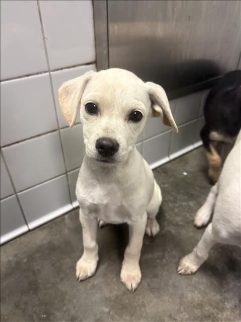 Shelter Stray Female Dog last seen , Los Angeles, CA 90025