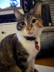 Lost Female Cat last seen Grand River, Golf Club, Howell, MI 48843