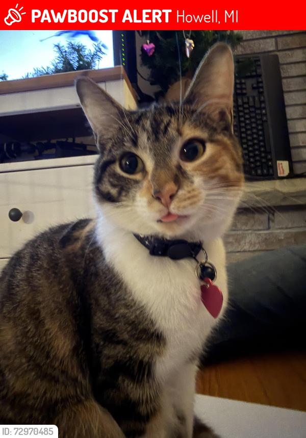 Lost Female Cat last seen Grand River, Golf Club, Howell, MI 48843