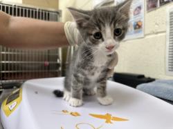 Shelter Stray Male Cat last seen Near BLOCK  LEAPING POWDER RD, 100 Caja Del Rio Rd, Santa Fe, NM 87507, USA