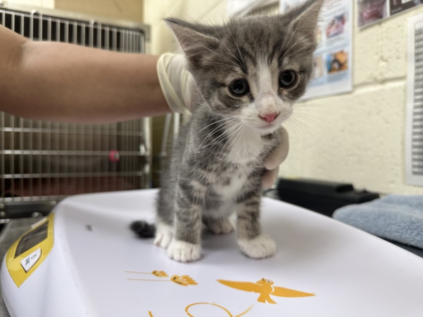 Shelter Stray Male Cat last seen Near BLOCK  LEAPING POWDER RD, 100 Caja Del Rio Rd, Santa Fe, NM 87507, USA
