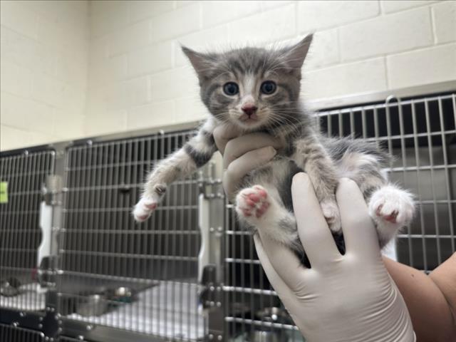 Shelter Stray Male Cat last seen Near BLOCK  LEAPING POWDER RD, 100 Caja Del Rio Rd, Santa Fe, NM 87507, USA