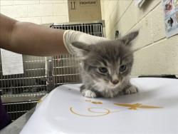 Shelter Stray Male Cat last seen Near BLOCK  LEAPING POWDER RD, 100 Caja Del Rio Rd, Santa Fe, NM 87507, USA