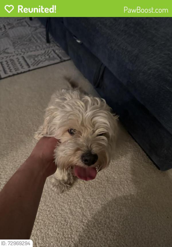 Reunited Male Dog last seen Rainbow & Cactus , Enterprise, NV 89139