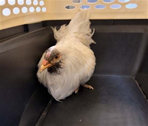 Shelter Stray Female Bird last seen , Camarillo, CA 93010