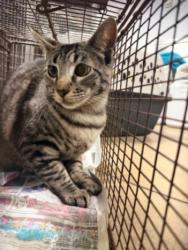 Shelter Stray Female Cat last seen , Los Angeles, CA 91405