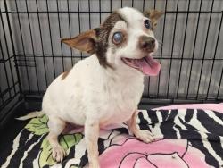 Shelter Stray Female Dog last seen , Los Angeles, CA 91405