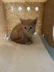 Shelter Stray Male Cat last seen 65TH ST & 14TH AVE, 2127 Front St, Sacramento, CA 95818, USA