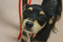 Shelter Stray Female Dog last seen Near BLOCK OLD PERCIVAL RD, Columbia, SC 29209