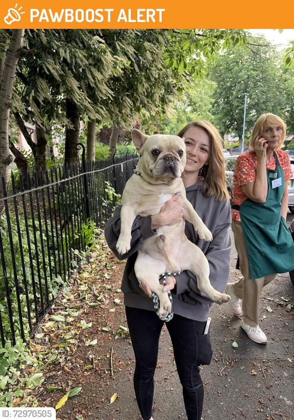 Found/Stray Male Dog last seen Birchfields Park, Greater Manchester, England M14 5JY