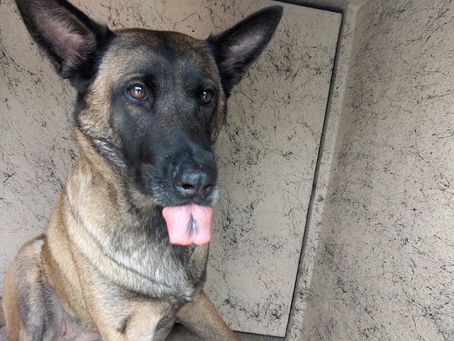 Shelter Stray Female Dog last seen Near BLOCK NW 46 TER, TAMARAC FL 33319, Davie, FL 33312