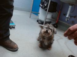 Shelter Stray Male Dog last seen Near BLOCK HEMLOCK NW, Albuquerque, NM 87121